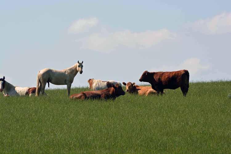 horse and cattle